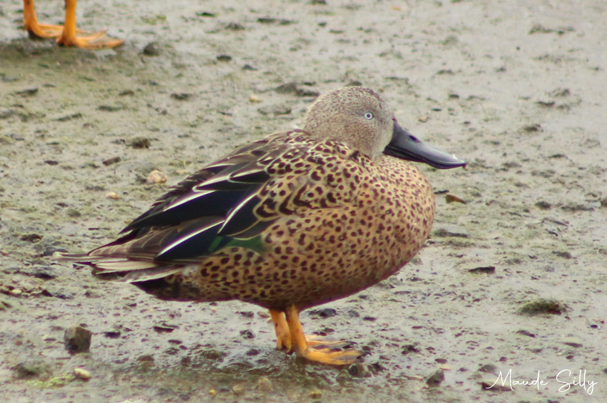 image Red Shoveler